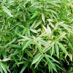 Bambou 'Shiroshima' - Leaderplant