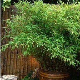 BON PLAN -50% Bambou Fargesia Rufa - Leaderplant