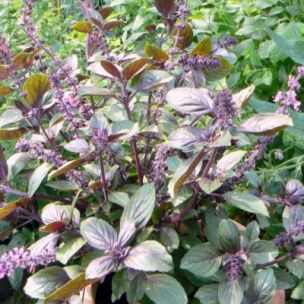 Basilic Magic Mountain BIO - Leaderplant