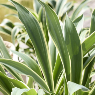 Beschornéria panaché Desert Glow ®  - Leaderplant