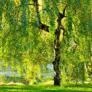 Bouleau pleureur - Bouleau blanc - Leaderplant