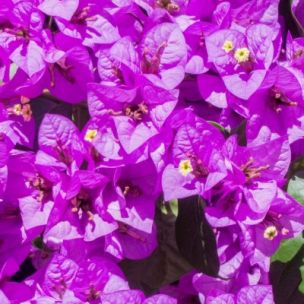 Bougainvillier rustique 'Violet de Mèze' - Leaderplant