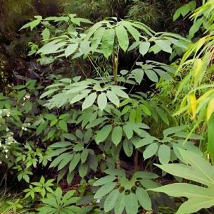 Brassaiopsis mitis - Leaderplant