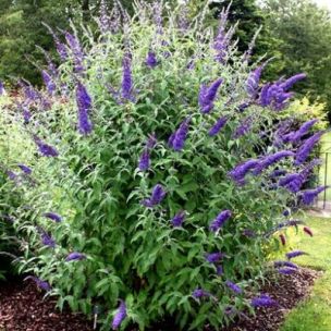 Arbre à papillons Empire Blue - Leaderplant