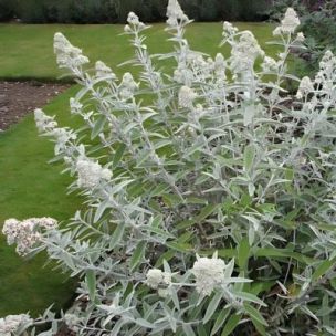 Arbre à papillons de chine blanc - Leaderplant