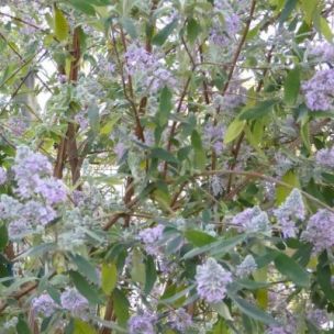 Arbre à papillons officinale