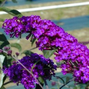 Arbre à papillons Nanho Purple - Leaderplant