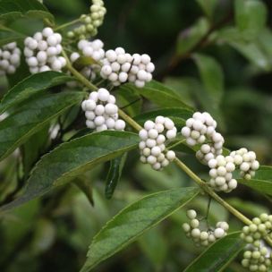 Callicarpa blanc - Leaderplant