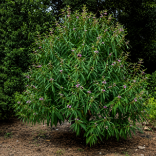 Callicarpa à longues feuilles  - Leaderplant