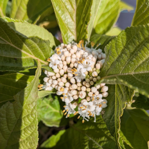 Callicarpa à longues feuilles  - Leaderplant