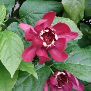 Calycanthus - Arbre aux anémones Aphrodite ® - Leaderplant