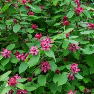 Calycanthus Hartlage Wine - Arbre aux anémones - Leaderplant