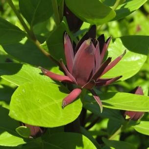 Calycanthus - Arbre aux anémones Michael Lindsay - Leaderplant