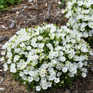 Campanule Starbirght ® MINI Marvels - Leaderplant