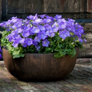 Campanule Avida Blue - Leaderplant