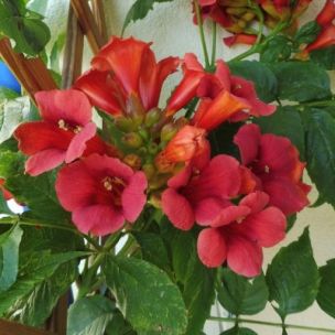 Bignone rouge 'Stromboli' - Leaderplant
