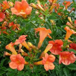 Bignone de Chine à grandes fleurs - Leaderplant