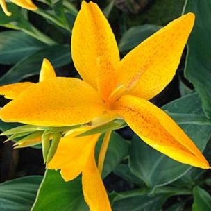 Canna nain Electric Lemonade ® - Leaderplant