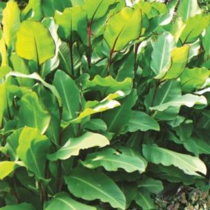 Canna Géant Musifolia - Leaderplant