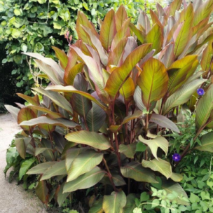 Canna Géant Musifolia en mini-motte - Leaderplant