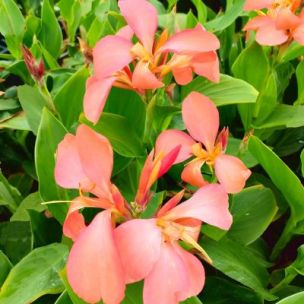 Canna nain Pink Spritzer ® - Leaderplant