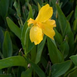 Canna Jaune - Leaderplant