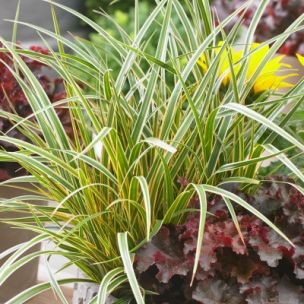 Graminée Carex Everglow ® - Leaderplant