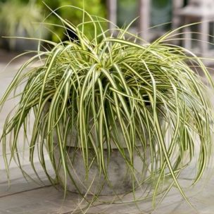 Graminée Carex Evergold en mini-motte - Leaderplant