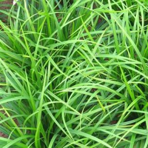 Graminée Carex Greenwell ® - Leaderplant