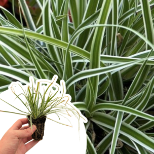 Graminée Carex Everest ® en mini-motte - Leaderplant