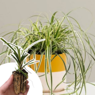 Graminée Carex Feather Falls ® en mini-motte - Leaderplant