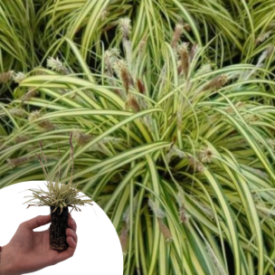 Graminée Carex Evergold en mini-motte - Leaderplant