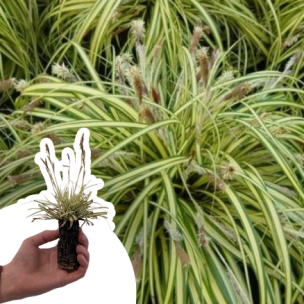 Graminée Carex Evergold en mini-motte - Leaderplant