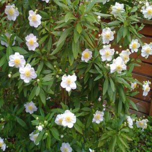 Carpenteria de Californie - Leaderplant