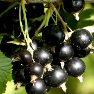 Cassis Géant de Boskoop - Leaderplant