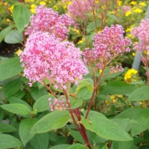 Céanothe rose - Leaderplant