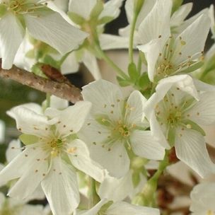 Cerisier à fleurs 'Brillant' - Leaderplant