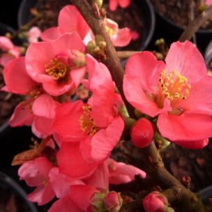 Cognassier du Japon Pink Lady - Leaderplant