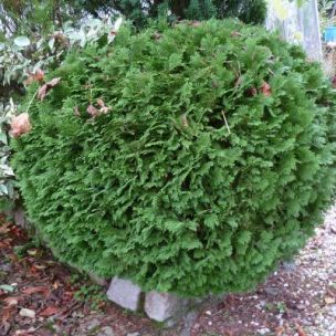 Faux cyprès 'Minima Glauca' - Leaderplant
