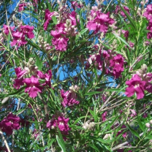 Saule du désert - Chilopsis Burgundy - Leaderplant