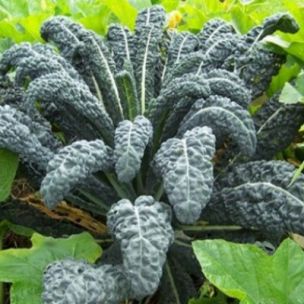 Chou Kale Noir de Toscane/ Chou Palmier Noir de Toscane - Leaderplant