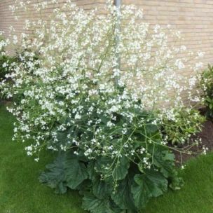 Chou Nuage - Leaderplant