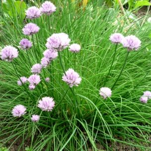 Ciboulette commune - Leaderplant