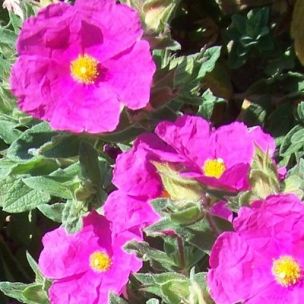 Ciste pulverulentus - Leaderplant