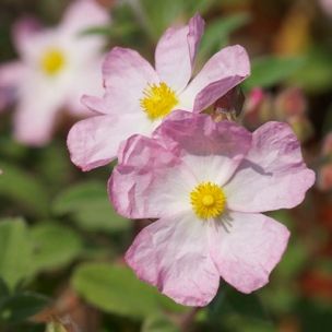 Ciste couvre-sol à fleurs roses - Leaderplant