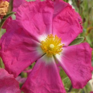 Ciste argentée 'Peggy Sammons' - Leaderplant