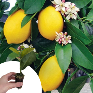 Citronnier des 4 saisons en mini-motte  - Leaderplant