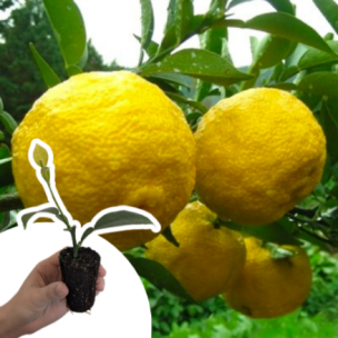 Citronnier Yuzu en mini-motte  - Leaderplant