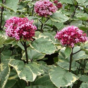 Clerodendron panaché 'Pink Diamond' - Leaderplant
