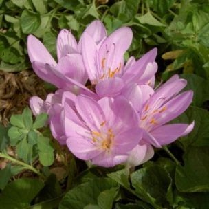 Colchique d’automne The Giant (1 Bulbe)  - Leaderplant